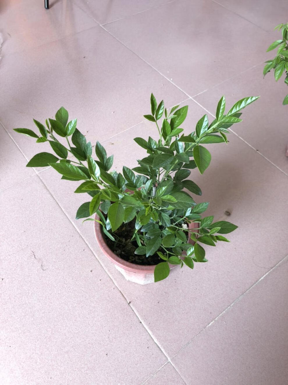 抹草苗仙草苗潮汕仙草盆栽绿植家居婚嫁吉祥花草 仙草5年超大苗【图片