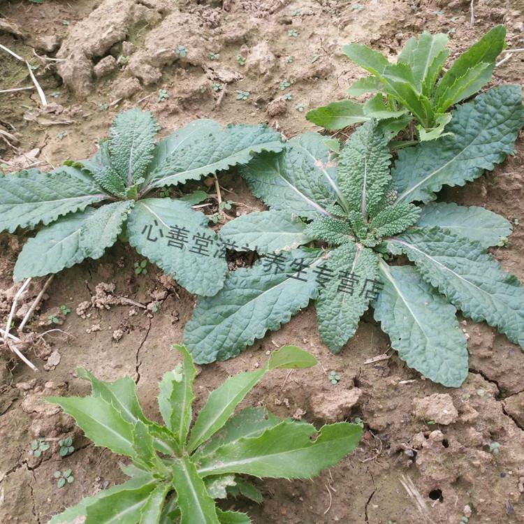 【500克 虧本賣】癩蛤蟆草 雪見草荔枝草 整顆幹品帶根 乾貨 蟾蜍草癩