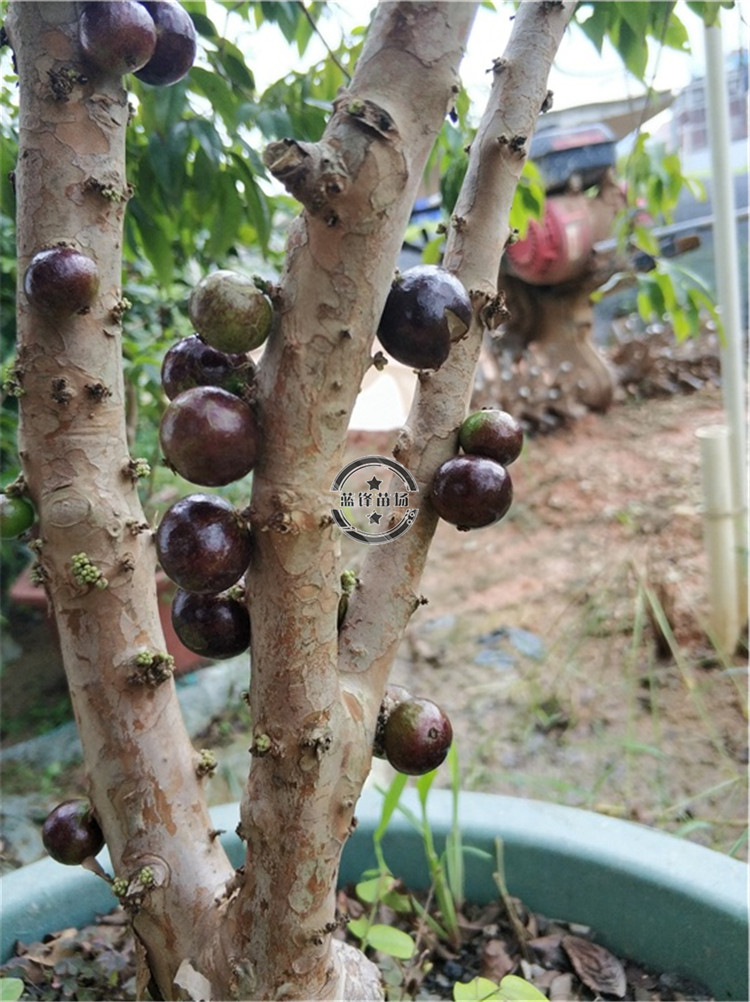 花姬 嘉寶果樹苗四季紅妃嘉寶果苗沙巴樹葡萄苗早生果樹苗 【四季紅妃