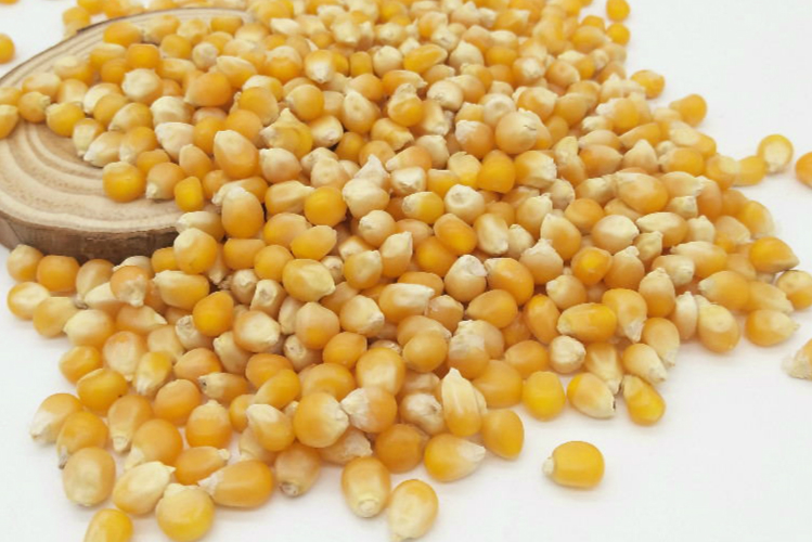 球形爆花玉米粒2500爆裂小玉米美式圆粒球形爆米花小玉米粒