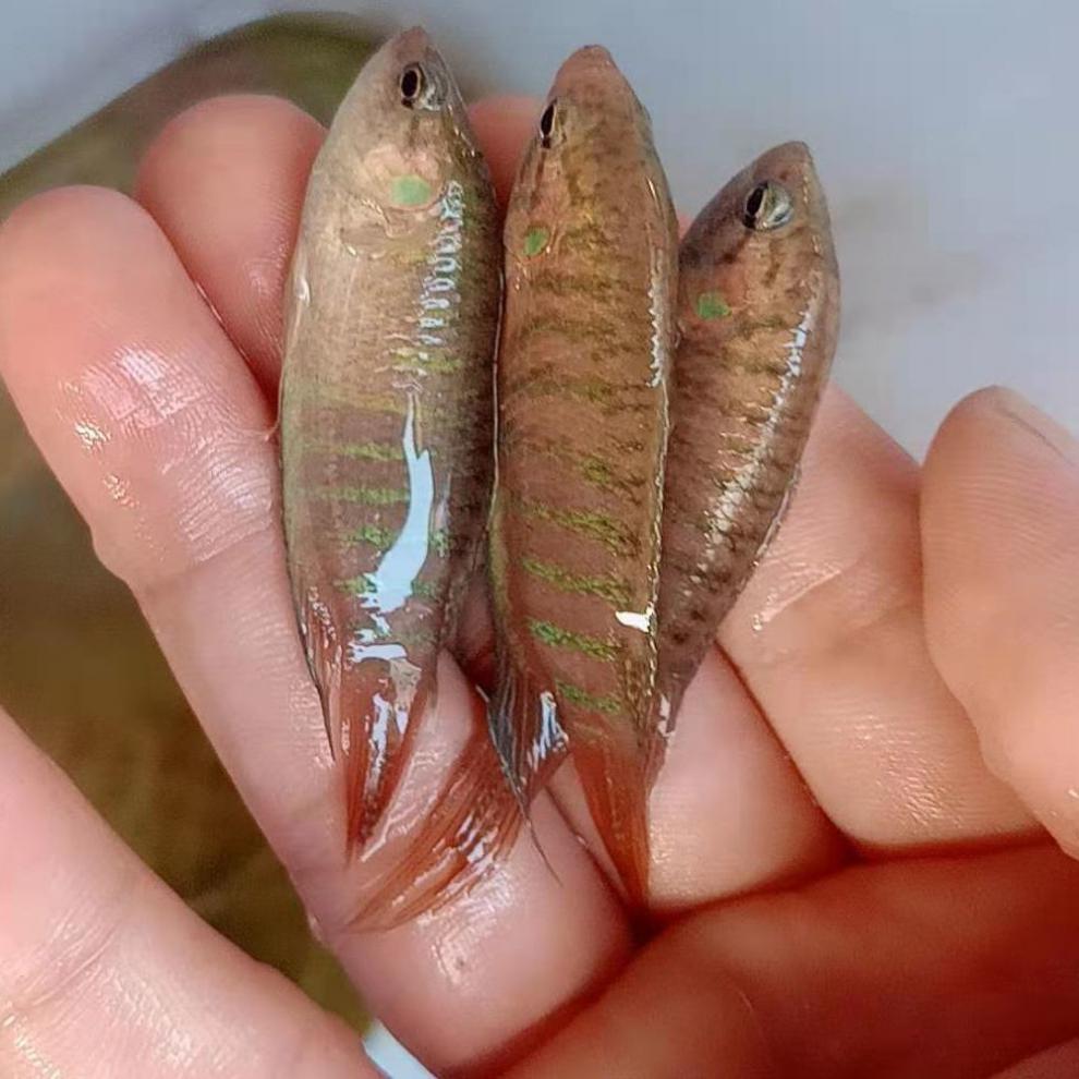 中国斗鱼活鱼活体好养耐活斗鱼苗冷水淡水观赏鱼普叉无纹蓝不换水 4-5