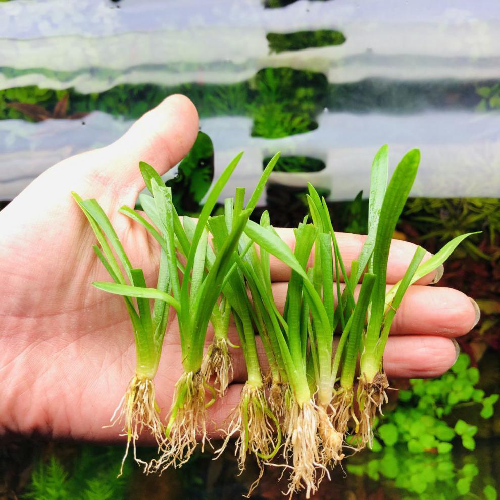 鱼缸造景水草活体淡水新手易活前景迷你水兰小水兰龙舌兰小皇冠小水兰