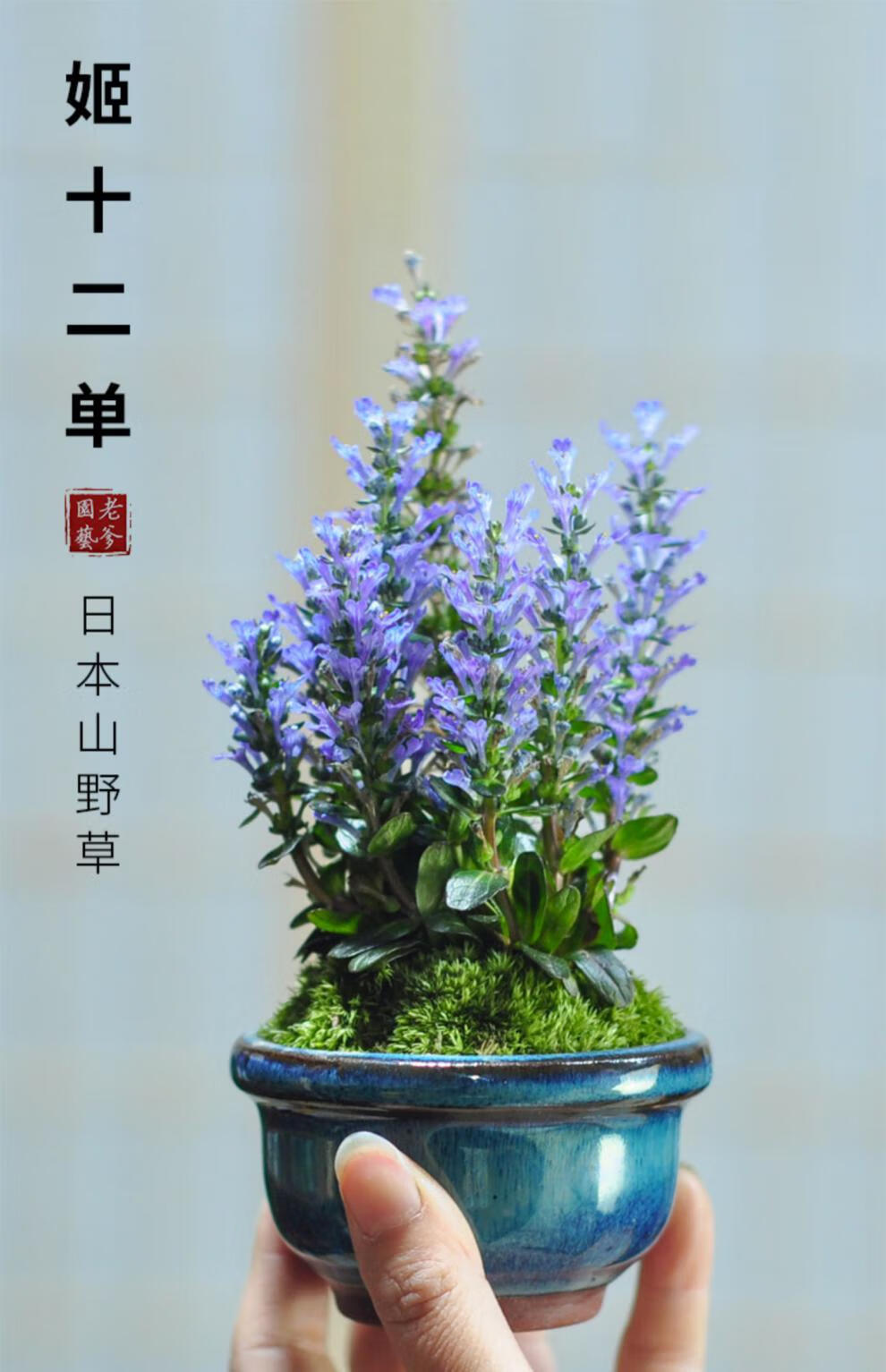 姬十二单日本山野草筋骨草巧克力片绿植花卉盆栽盆景迷你室内书房 蓝