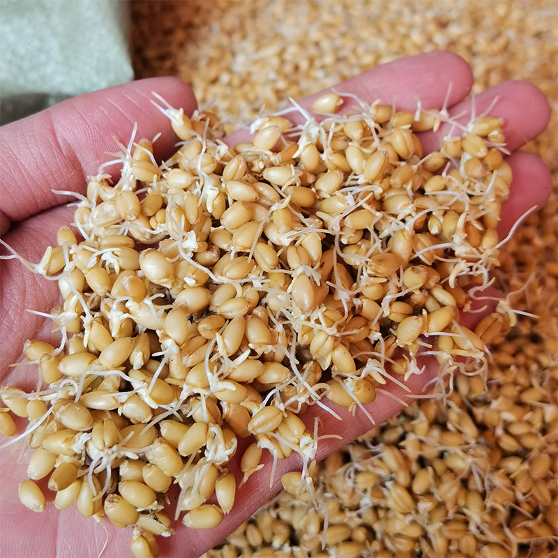 硒麦芽1500克天然生麦芽硒芽五梅茶麦芽硒淮小麦【图片 价格 品牌