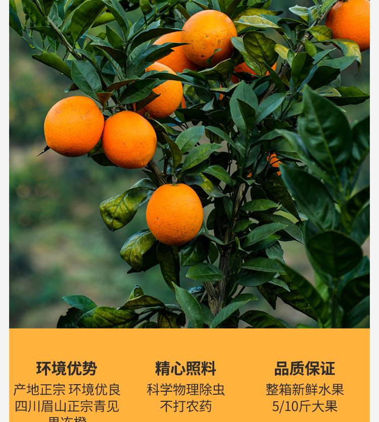 轻恋四川青见果冻橙新鲜当季整箱10斤装果冻 9斤带箱大果【图片 价格