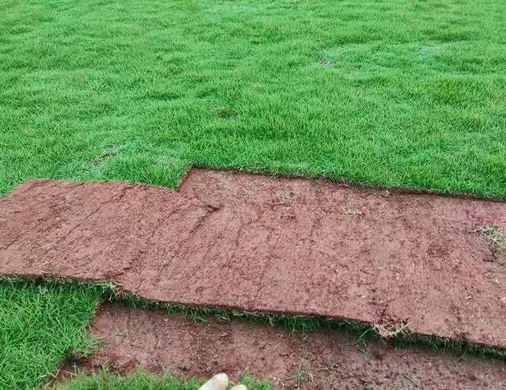 带泥土真草坪马尼拉带土草皮四季青百慕大果岭草别墅庭院工程绿化