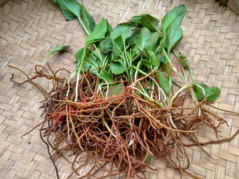 康中尊贵州新鲜蛇吐须500g野生一支箭中草药原材料材蛇咬子青藤瓶尔