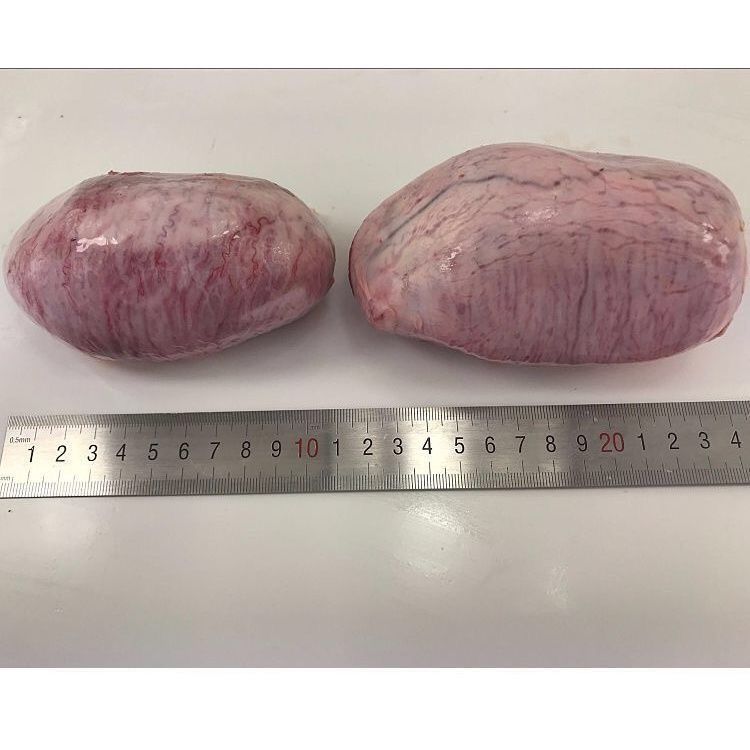 新鲜猪蛋 猪宝 猪卵 猪囊丸 猪睾丸大补佳品饭店烧烤20斤 谷言牧场 收