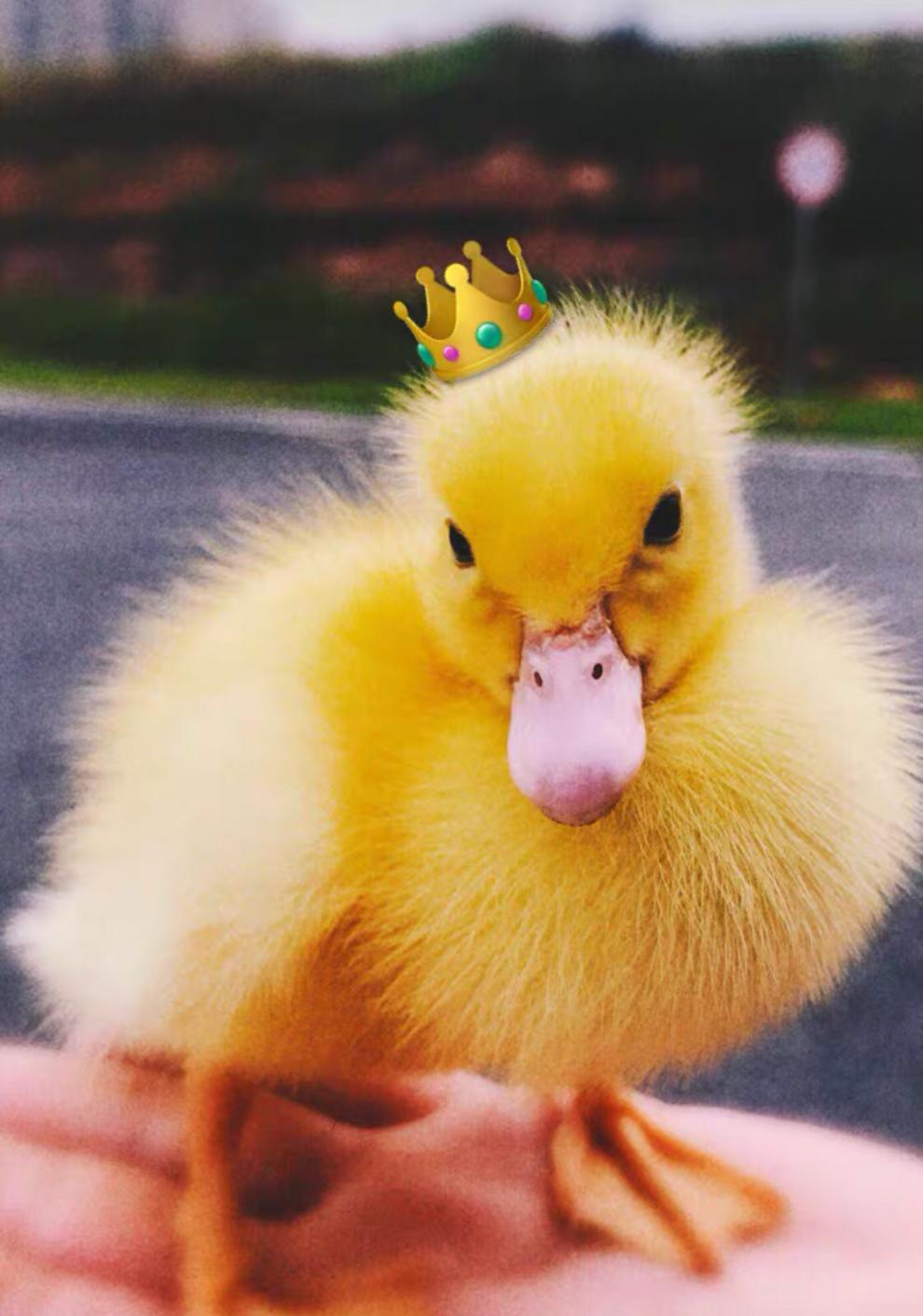 不二臣网红宠物小黄鸭苗小鸭子宠物活物小黄鸭可爱活的可爱柯尔鸭活体