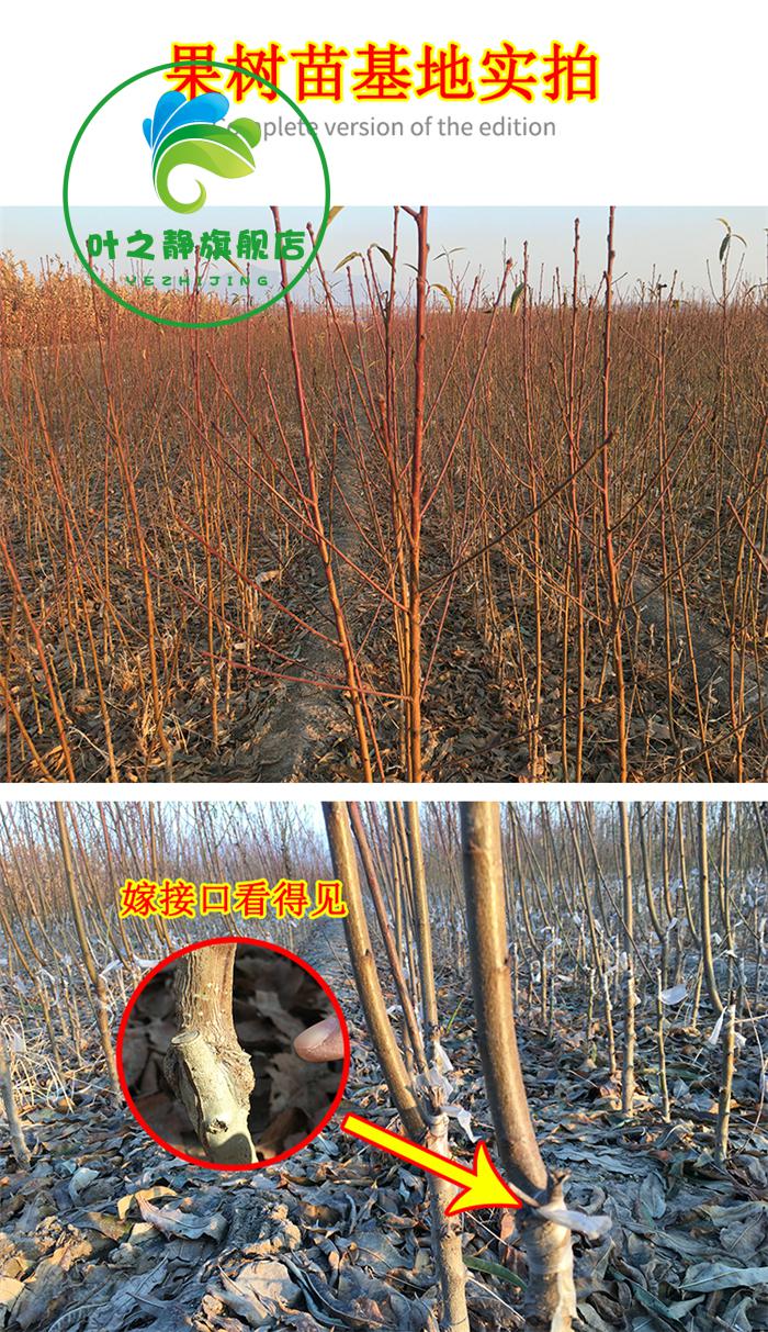 新品种晚熟桃树苗巨型冬桃树苗中华桃王云南冬桃苗四季果树苗3年苗