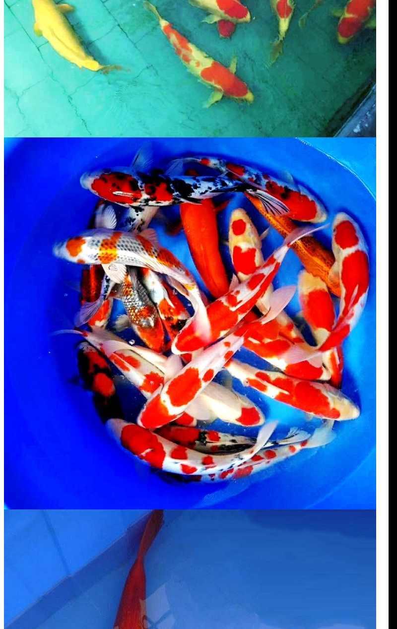 荣郁观赏鱼锦鲤活体冷水淡水风水鱼金鱼红白大正三色昭和黄金墨黑龙凤