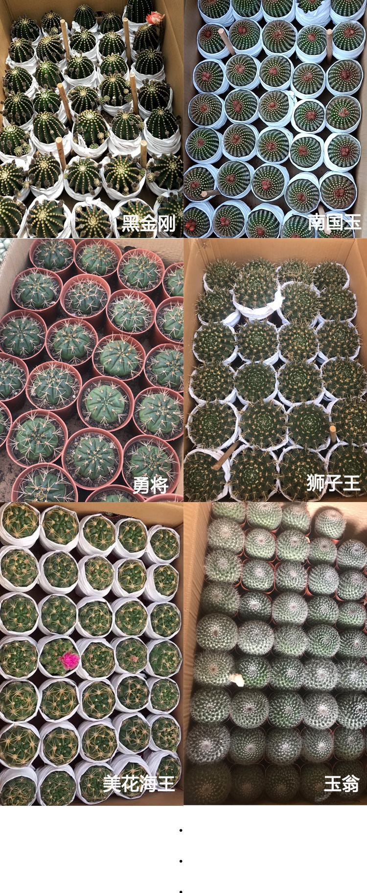 开花仙人球带花苞小盆栽多肉植物桌面绿植仙人掌大绯花玉 黄仙玉 群生