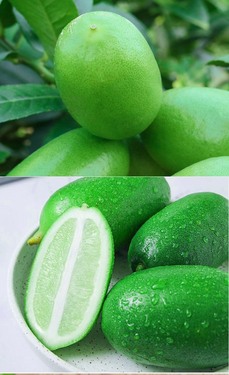 海南香水柠檬头青柠檬无籽多汁奶茶店专用新鲜水果批发柠檬片5斤精选