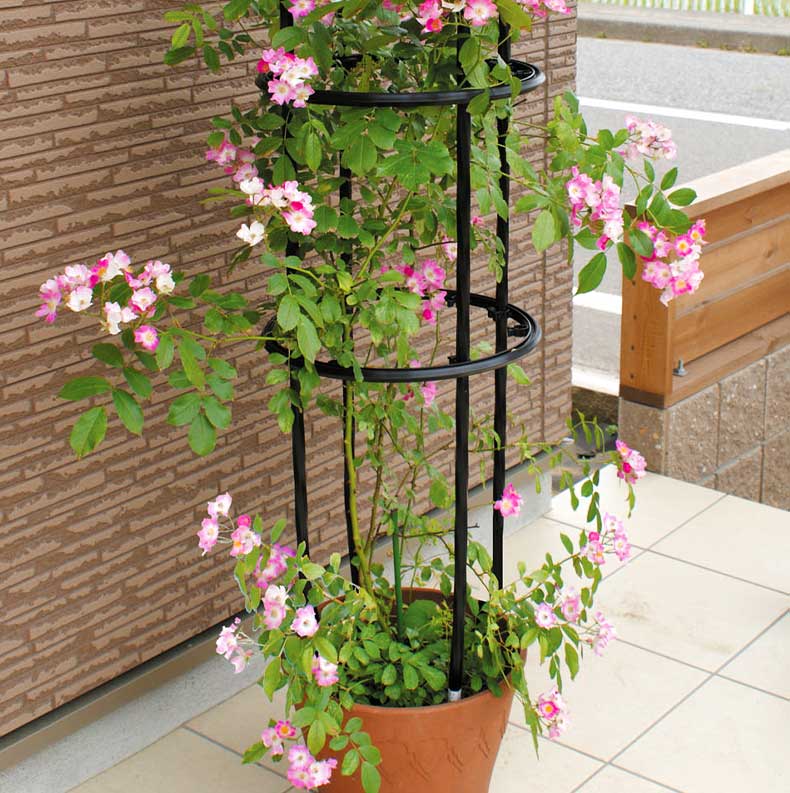 花架爬藤架铁线莲月季架子攀爬植物铁艺花藤架玫瑰支撑杆阳台支架圈