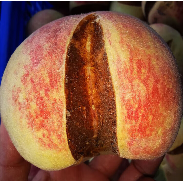 山东应季网红爆炸丑桃开口笑桃新鲜冬桃裂口桃脆甜映霜红桃 2400g