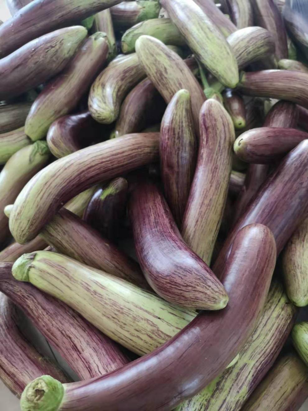 东北特产花茄子新鲜蔬菜特产酱茄子面包茄子冰茄子长茄子5斤 2500g