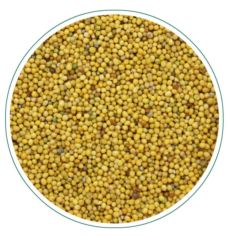 食用黄芥末籽黄芥末子今年新货芥子500克g品可现磨芥末粉 黄芥末籽籽