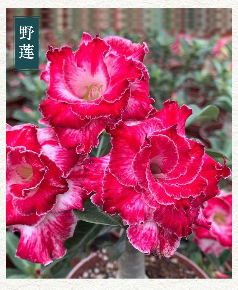 沙漠玫瑰盆栽老桩重瓣勤花爆花喜阳耐晒耐热室内阳台庭院花卉植物 初