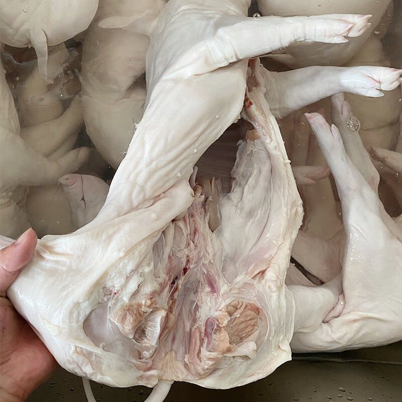 乳猪新鲜整只广式烧腊脆皮烤肉小香猪现杀冷冻土猪一头45斤整只78斤去