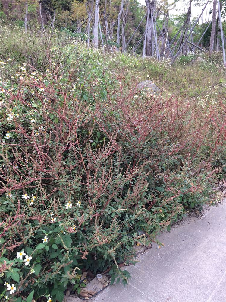 野生红梗刺苋菜根刺苋根刺苋头刺笕菜苋菜头刺簕头根茎野苋新鲜野苋菜