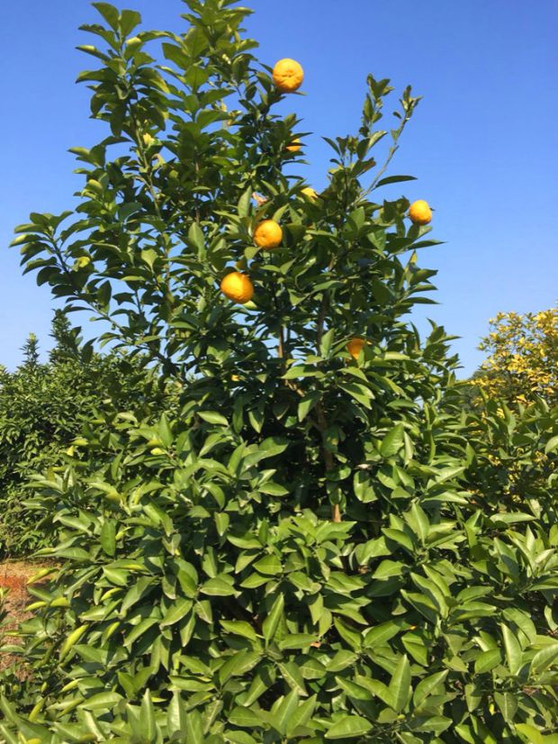 25斤新鲜臭皮柑正宗湖南臭皮柑新鲜孕妈黄皮酸苦水果柑枳壳抛柑泡酸