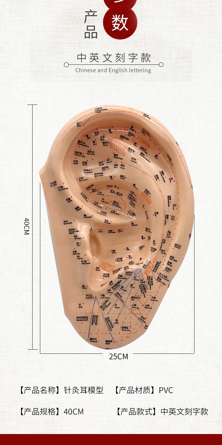 雙舉醫療摩模型針灸耳模耳穴部反射區模型標準耳朵穴位40cm中文款