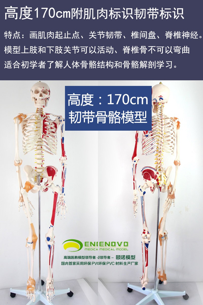 人体骨骼模型85cm170cm医学关节骨架拆卸人解剖全身骷髅 高85cm数字标