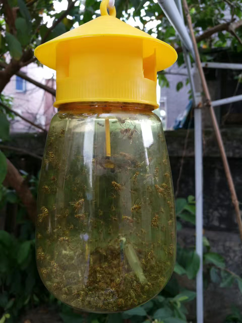 飞虫神器厨房果蝇诱捕器果蝇诱捕器瓜实蝇信息素实蝇诱杀剂针锋诱蜂器