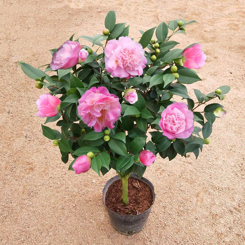 茶花盆栽香妃茶花树苗四季种植花卉植物室内花山茶花带花苞浓香型