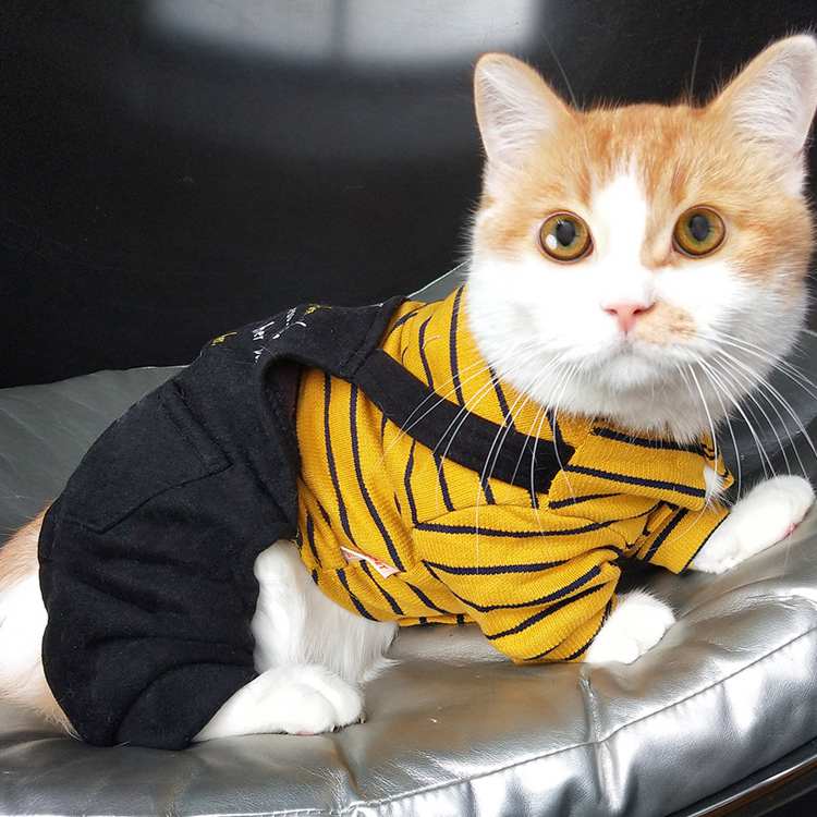 猫咪衣服搞笑猫咪衣服英短布偶猫猫蓝猫防掉毛春秋薄款可爱搞笑宠物