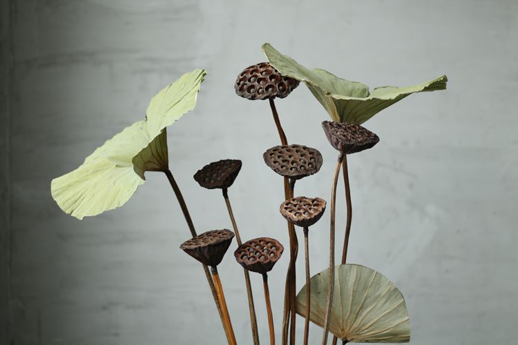 装饰天然摆件带籽干荷花长杆真杆莲蓬干花花束客厅摆设 荷叶 荷花套装