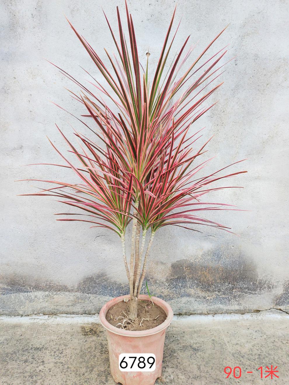 七彩铁五彩千年木盆栽三色龙血树红竹观叶植物室内绿植一物一拍6269不