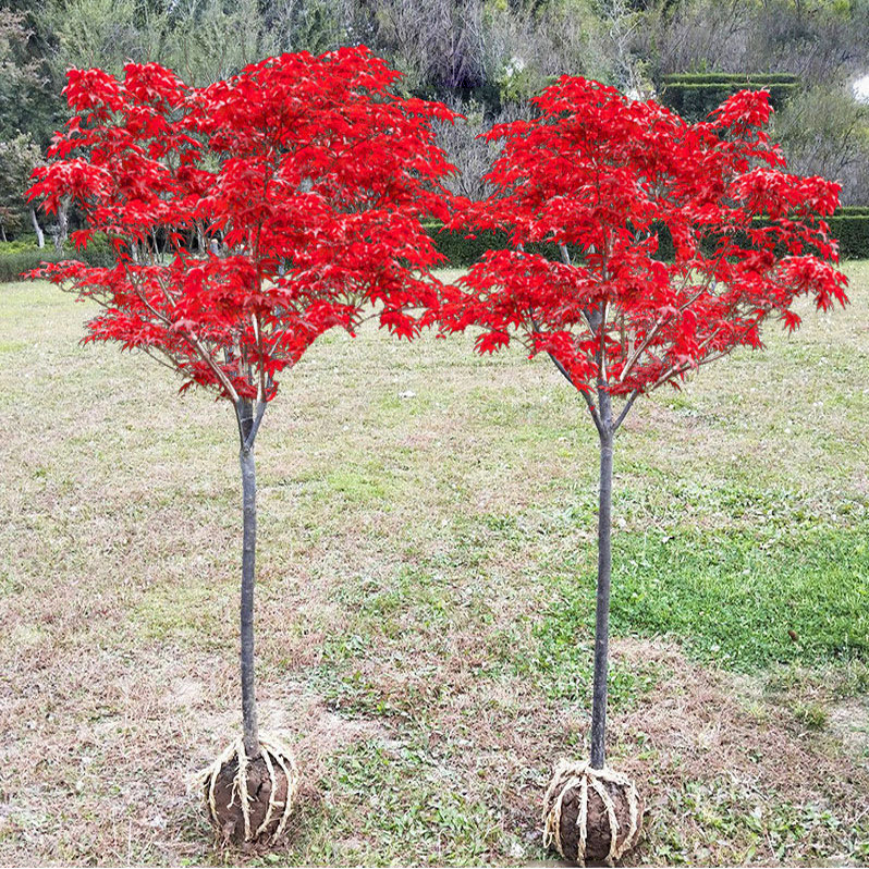 盆景紅楓樹植物室內盆栽好養老樁四季耐寒日式庭院日本紅楓樹苗紅舞姬