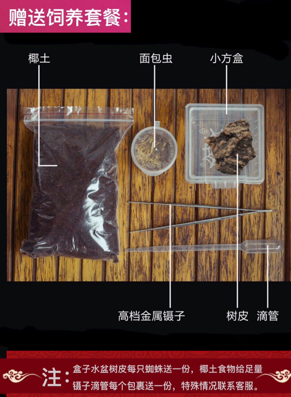 420厘米公母宠物蜘蛛温顺大型地栖品种l属四大金刚之1cm不送饲养套餐