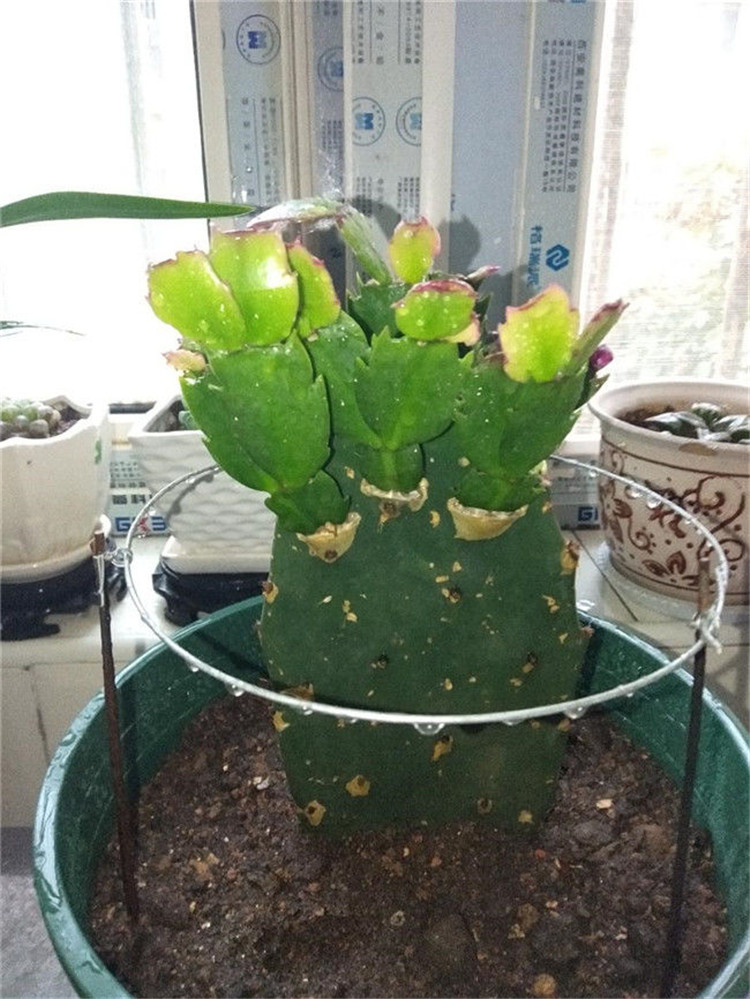 双层嫁接令箭荷花盆栽带花多色四季多肉植物盆景 蟹爪兰嫁接【双层】