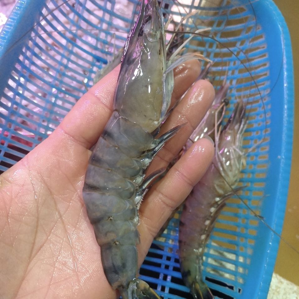 lism深海大虾九节虾斑节黑虎虾新鲜捕捞活虾速冻火锅烧烤美食草虾特大