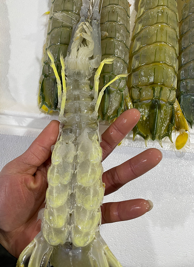 顺丰多地次日达皮皮虾泰国富贵虾特大鲜活速冻冷冻水产活冻琵琶虾濑尿