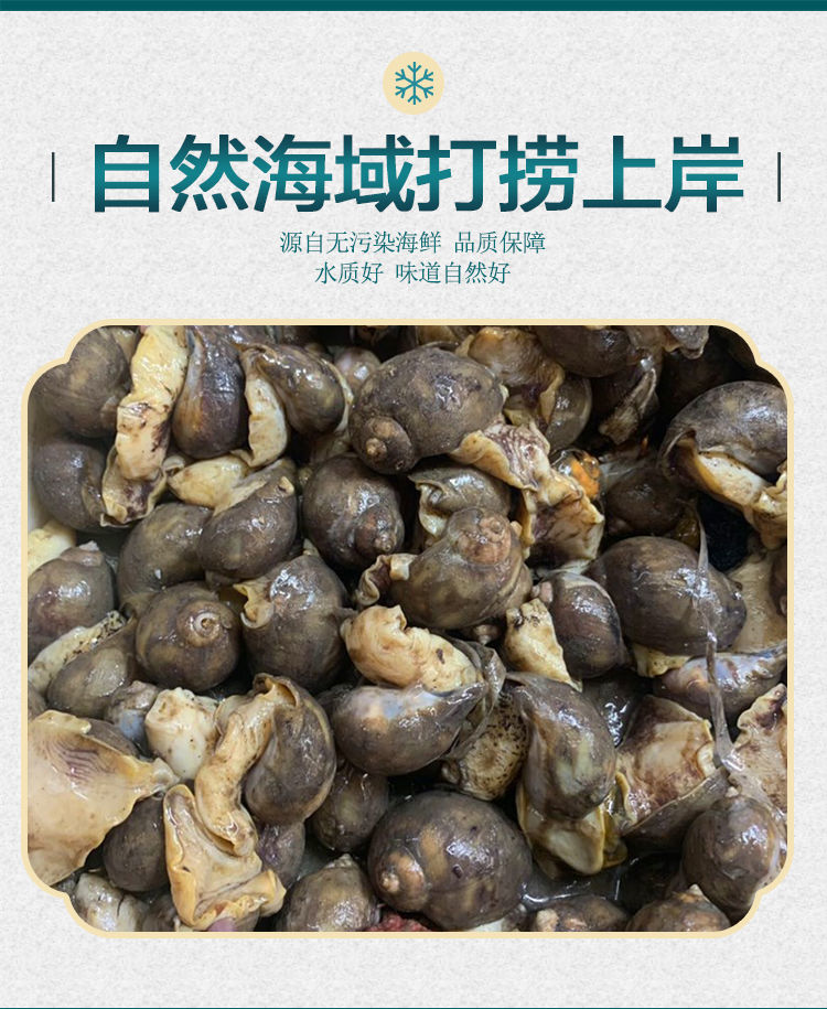 鲍螺老婆脚海鲜鲜活假鲍鱼螺网红珍珠鲍螺带壳速冻鲍鱼螺黄金鲍螺大号