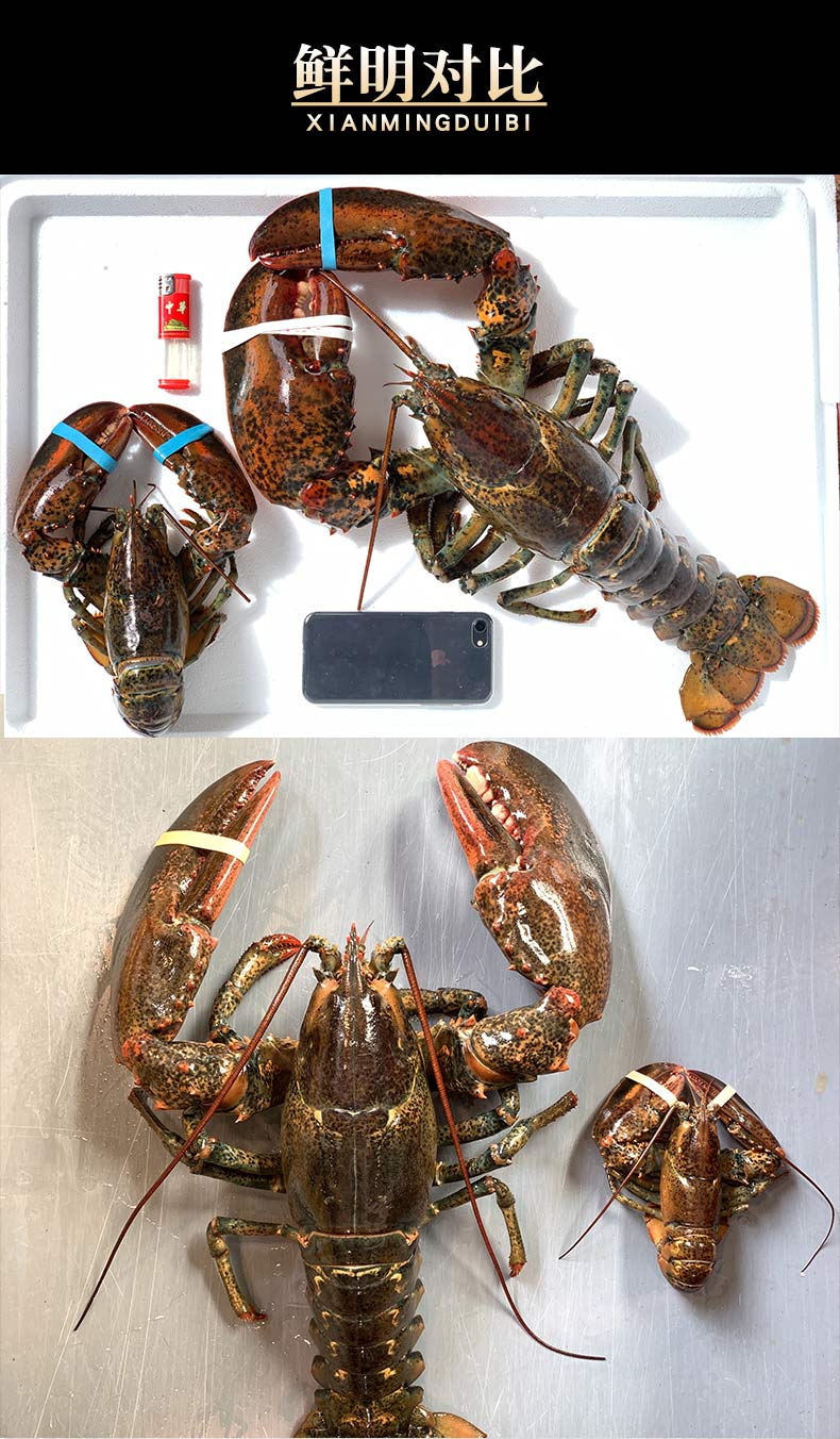鲜活速冻超大龙虾波士顿大波龙特大海鲜水产1斤5斤10斤1500g