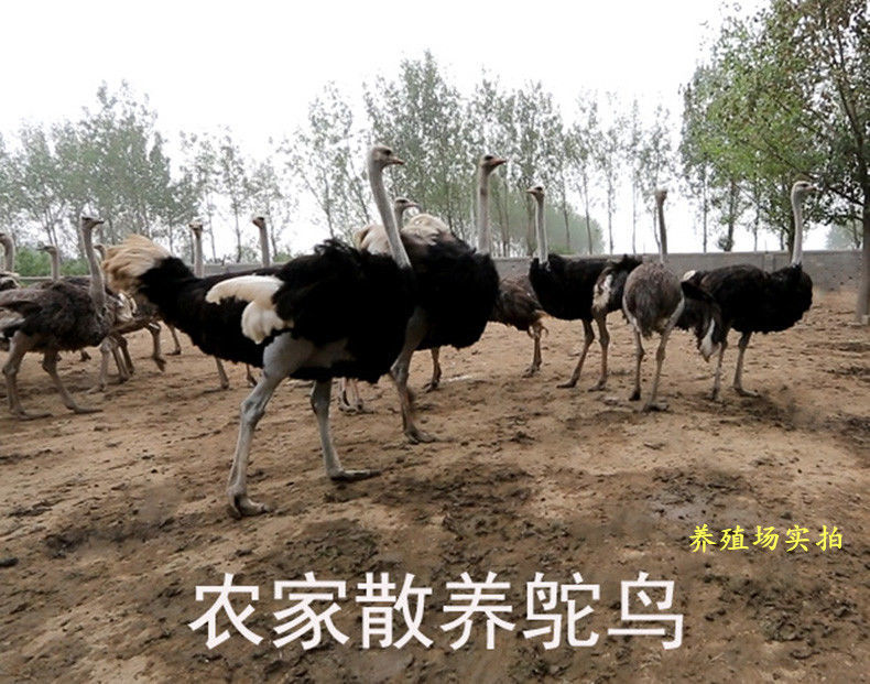 顺丰快递鸵鸟肉新鲜宰杀速冻生鲜鸵鸟腿肉鸵鸟排骨肉类巴卡顺多鸟胗一