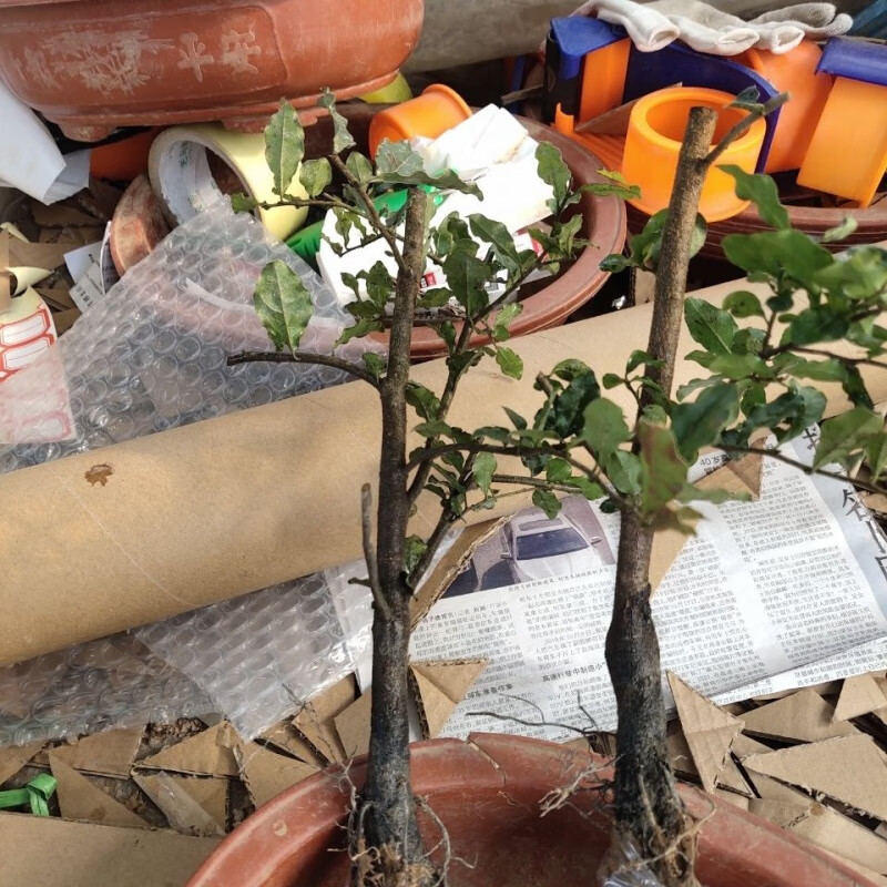 金弹子树桩盆景黑塔子公桩母桩生桩老桩下上桩熟桩练手桩d5 中国红1