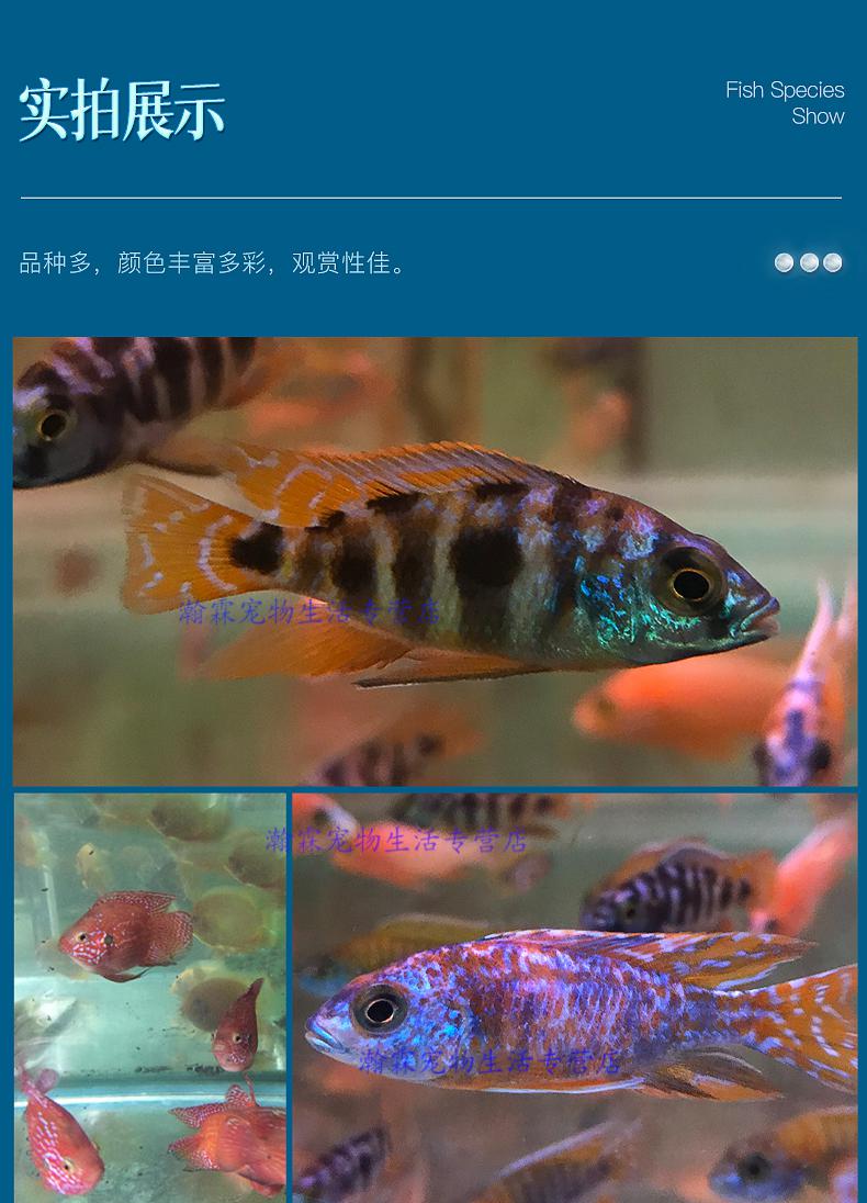 藏青色 4cm左右十间2条【图片 价格 品牌 报价】-京东
