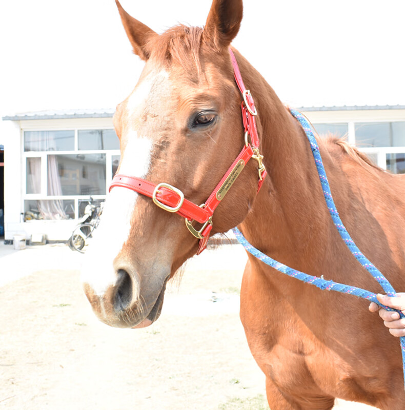结实耐用马笼头世纪久瑞马术用品牵马笼头笼套亮面马笼头可调节大马