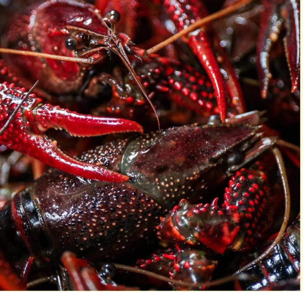 湖北潜江特产小龙虾鲜活中青中红两虾产地发货小虾30左右一斤1斤装