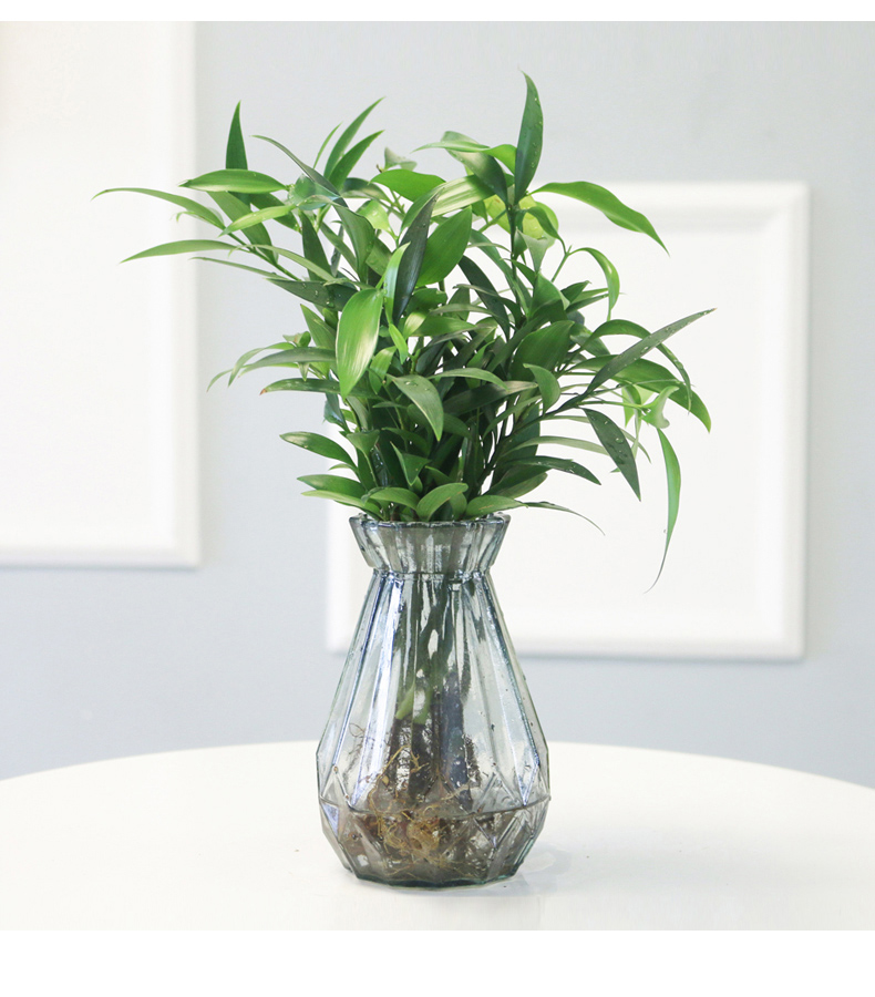 水培竹柏驱蚊竹盆栽富贵竹水养绿植花卉植物室内桌面客厅四季常青