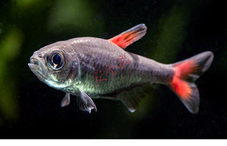 【安小离】灰太狼灯鱼黑丝绒红扯旗红太狼南美高端小型灯科鱼热带观赏