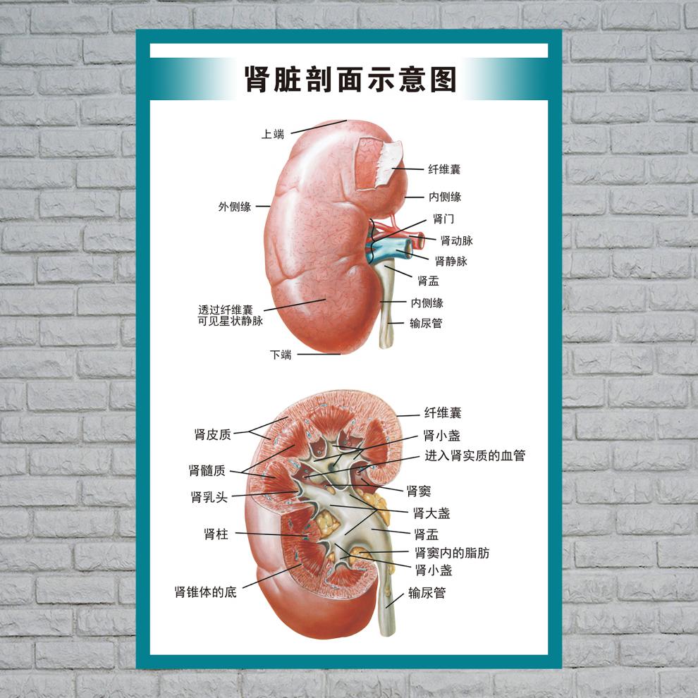 人体器官图标注释图片图片