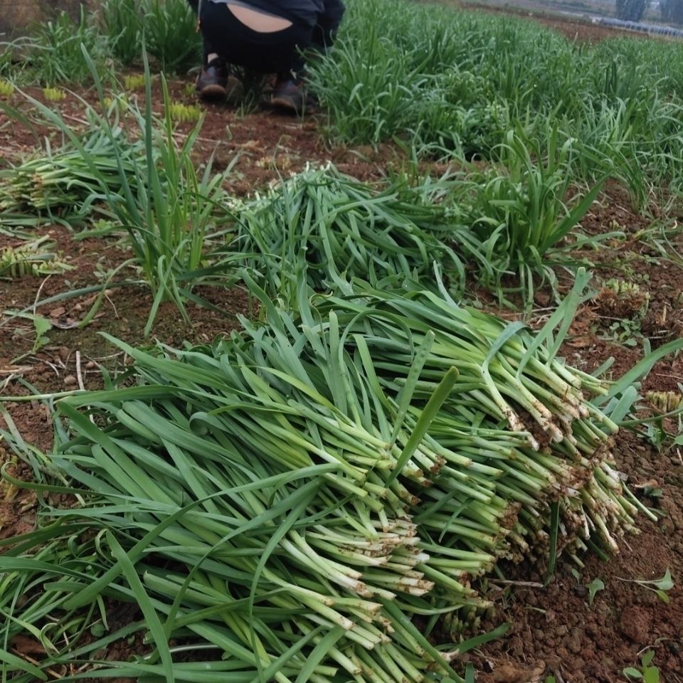 轻恋农家露天绿韭菜新鲜名嫩韭菜应季时令蔬菜现割3斤现割头茬韭菜