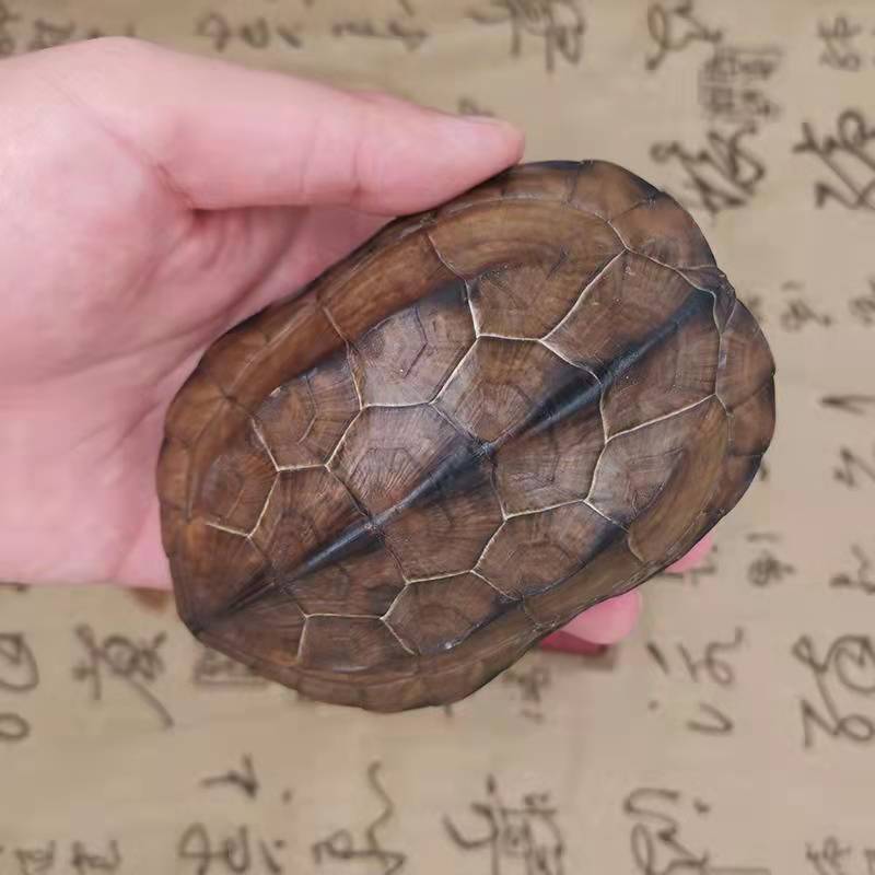 龟壳算卦真龟壳中华草龟甲卦摇卦六爻工具文玩手把件祈福法器摆件 背