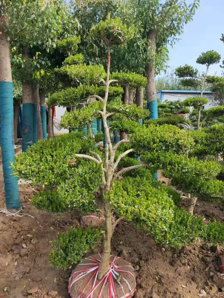 小叶黄杨树庭院别墅造型绿化独杆冬青黄杨盆景树四季常青树苗 2米50年